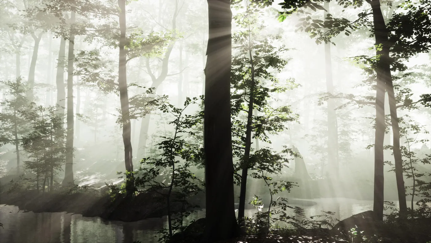 Lichtstrahlen im nebligen Wald