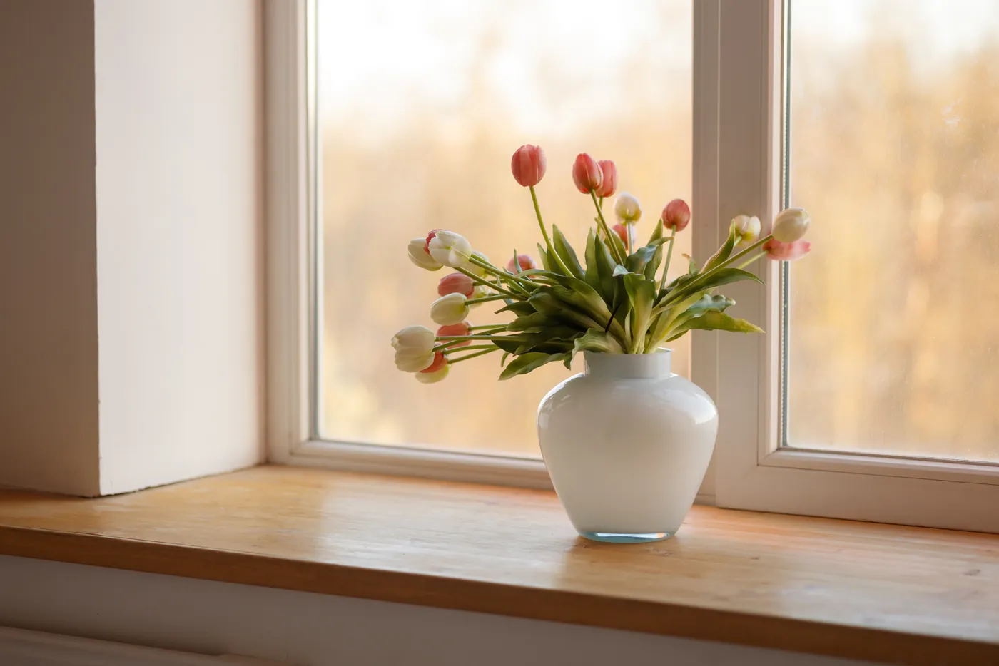 Tulpen in einer weißen Vase am Fenster